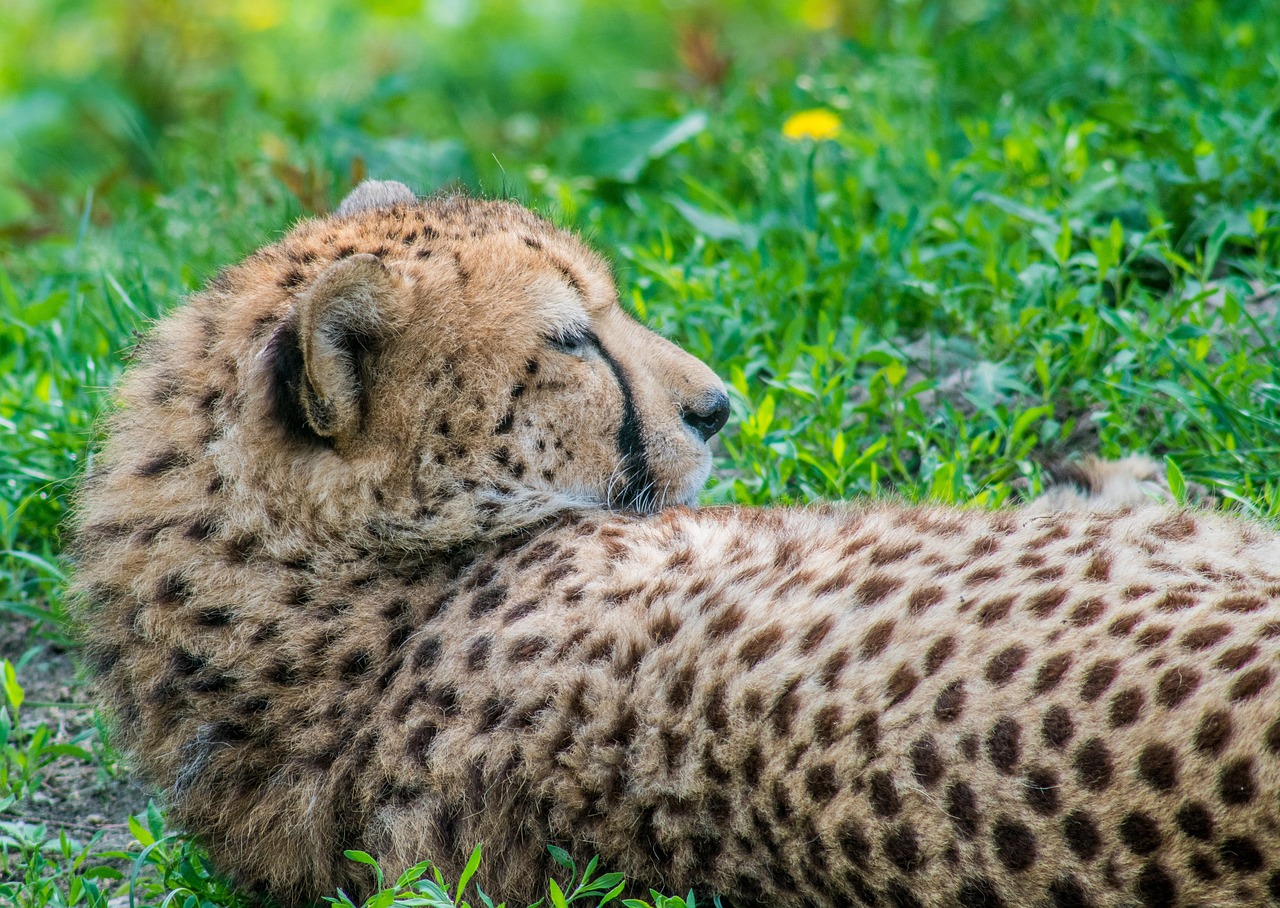How to Sign Up for Fastest 10Cric Bonus Code India 2027: Step-by-Step Guide for 2026