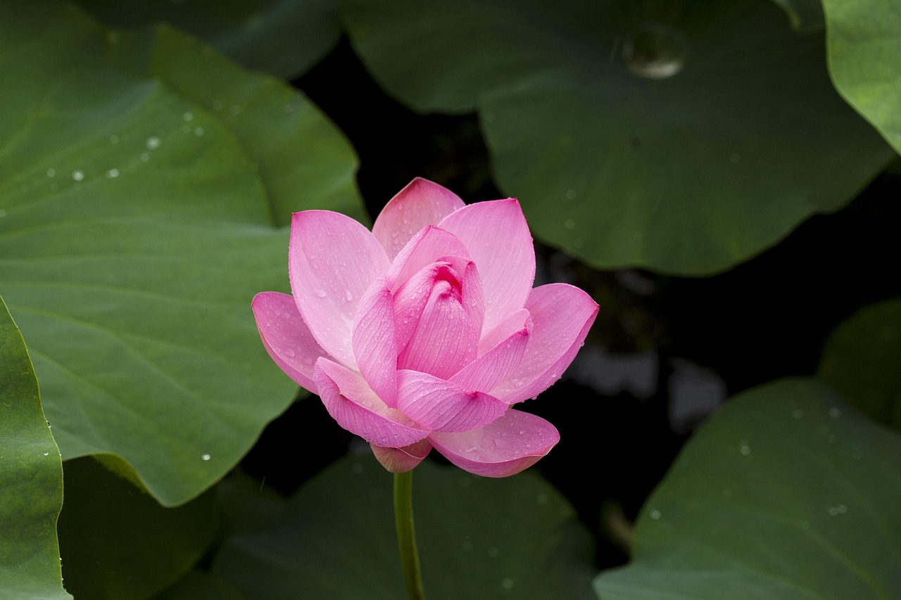 Original Lotus365 Login: Step-by-Step Guide for India (2026)